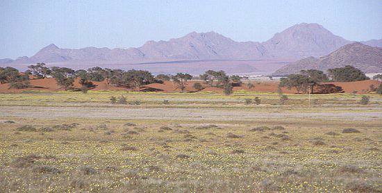 Namib Wüste als Blumenbeet nach Regen